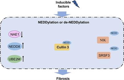 New insights into SUMOylation and NEDDylation in fibrosis